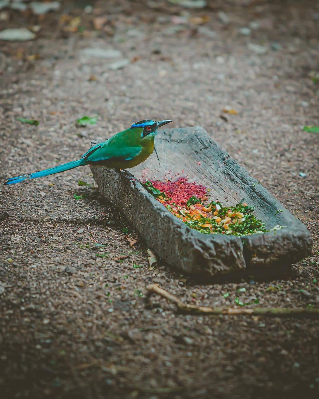 Xaman-Ha Aviary